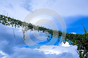 Climbing plants on overhead power line. Creeper Plants Growing On overhead cable.