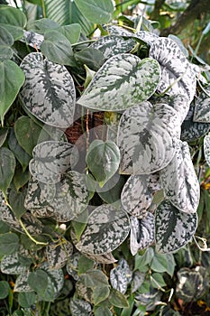 A climbing plants of Scindapsus Pictus Exotica
