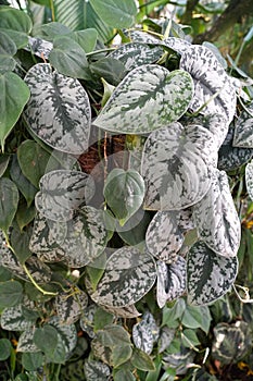 A climbing plants of Scindapsus Pictus Exotica photo