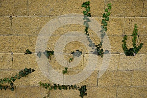 Climbing plants with sticky tendrils stick to the surface of a concrete brick wall. at the sidewalk sunken sprinkled with leaves c