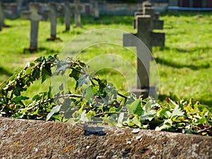 Climbing plants on stone fence of World War I Cemetery