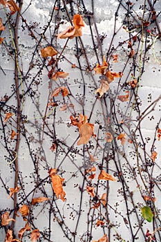 Climbing plants with yellowed autumn foliage on the wall. Vertical close-up photo