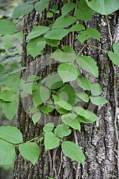 Climbing Poison Ivy Vines Going up a Tree