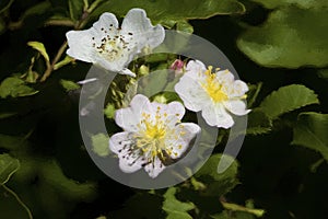 Climbing Prairie Rose Blossoms Digitally Painted