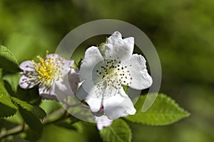 Climbing Prairie Rose - Rosa setigera