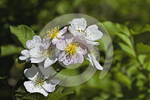 Climbing Prairie Rose - Rosa setigera