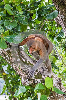 Climbing Proboscis monkey in the Tropical Jungle of Borneo