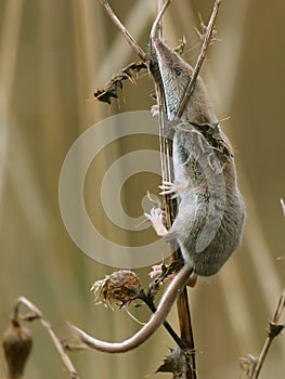 Climbing pygmy shrew Sorex minutus, The Commons Nature Reserve