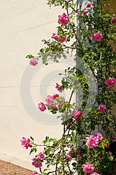 Climbing rose bush