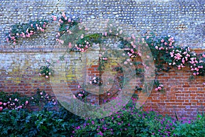 Climbing rose in Connaught Gardens in town of Sidmouth in East Devon