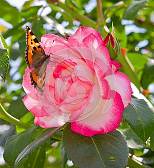 Climbing Rose Harlequin and butterfly.