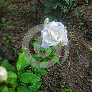 Climbing rose ilze kron superior