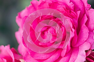A climbing rose `Maritim` from Germany. Made by Hans Jurgen Evers.Close up.2021