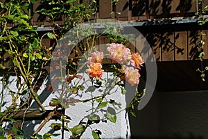 Climbing rose, Rosa 'Blawatek' blooms with yellow-pink flowers in August. Berlin, Germany