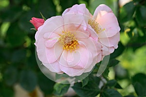 Climbing rose Rosa Checkmate, pink semi-double flower