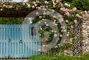 Climbing Roses Decorating a Wooden Gate