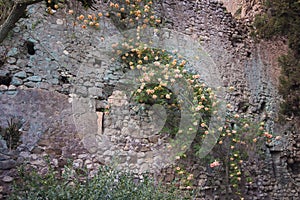 Climbing roses on the ruins of Ninfa church photo