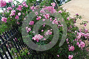 Climbing roses trellis, beautiful fence front of house