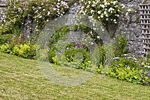 Climbing roses on trellis in a walled cottage garden