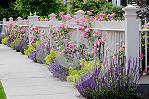 Climbing Roses, White Fence