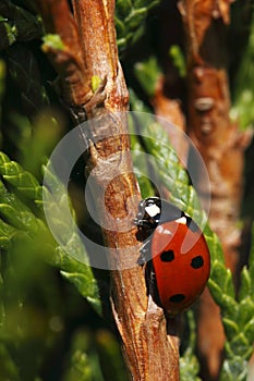 Climbing seven-spot ladybird