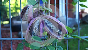 Climbing shrub of akebia quintuple with fruits