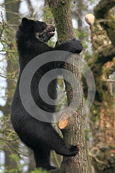 Climbing spectacled bear