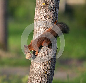 Climbing Squirrel