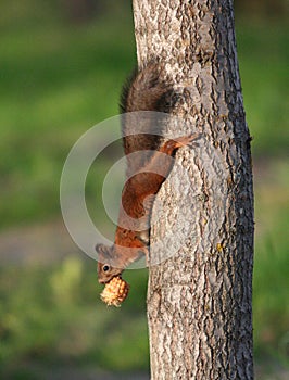 Climbing Squirrel
