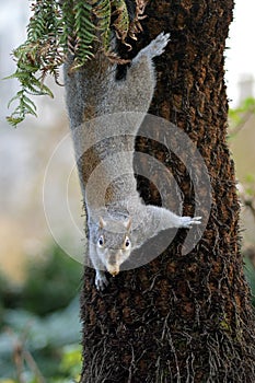 Climbing grey squirrel