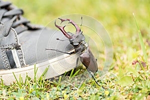 Climbing stagbeetle on the shoes photo