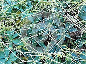 Climbing tendril plant, palmate lobed leaves