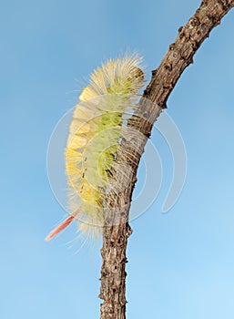 Climbing up yellow hairy caterpillar