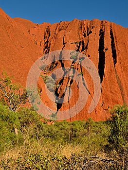 The Climbing Vegetation