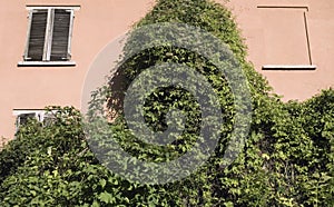 Climbing vegetation on wall