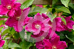 Climbing vine of purple clematis flowers in summer garden