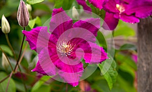 Climbing vine of purple clematis flowers in summer garden