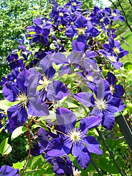 A climbing vine of violet Clematis flowers