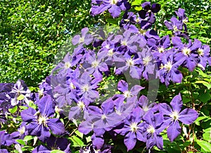 A climbing vine of violet Clematis flowers