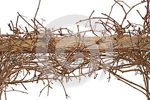 Climbing Vines on a Wooden Fence