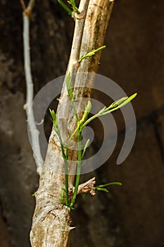 Climbing Wattle New Branch