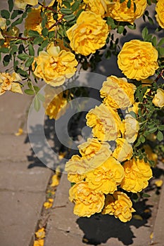 Climbing yellow roses closeup on blurred background, Persian Yellow, Foetida Persiana photo
