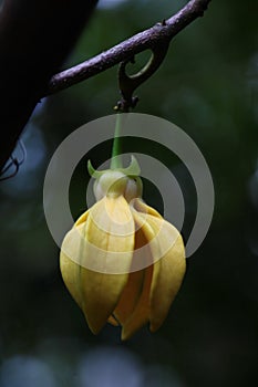 climbing ylang-ylang