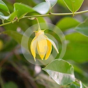 climbing ylang-ylang, climbing ilang-ilang, manorangini, hara-champa.