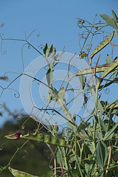 Climpber plant fantasy garden floral ornament