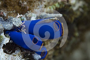 Cling Goby Pleurosicya micheli, Cabilao Bohol Philippines