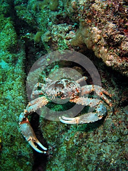 Clinging Crab