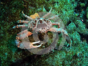 Clinging Crab photo