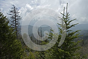 Clingmans Dome, Great Smokey Mountains