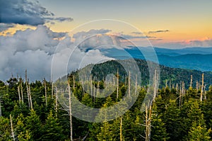 Clingmans Dome, Great Smoky Mountains, tennessee